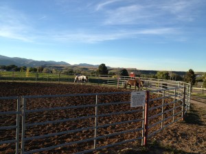 Wildflower and a roundpen make the best eurosizer!