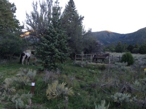 my mares in Pine Valley Recreation area, UT
