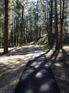 Tucker in the pine forest, UT