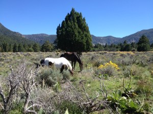 hobbled grazing in UT