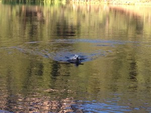 water fetch with Tucker