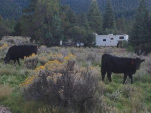 free range cows UT, my trailer in the background