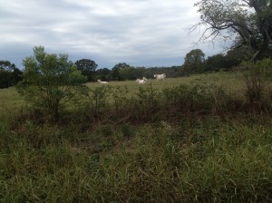 White cows on our road ride