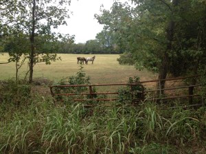Horses on the road ride, what a beautiful place for them to live