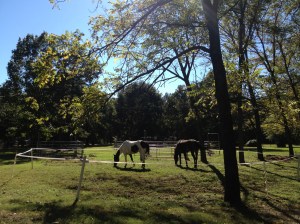 1st set up of the portable electric corral, easy set up and finally out of the mud.  Wildflower has many belly sores, probably bites.