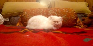 Nalla resting comfortably on my bed