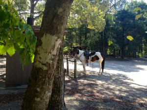 Lunch stop at Sorghum Hollow Nat'l Forest Horse Camp (primitive sites)