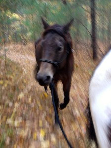 Ponying Dreamy today