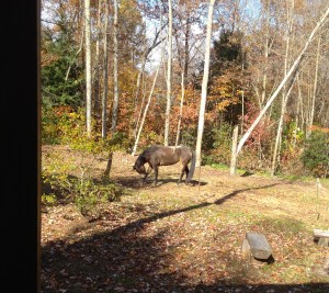 au natural paddocks (and comfy stalls in barn at night)