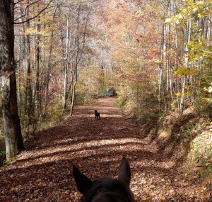 Black lab followed (or led) us on our trail ride to the river