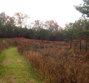 on way to Bear Creek overlook, I love these red things