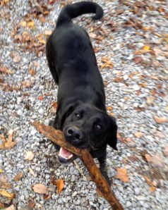 my tag along buddy loves playing fetch