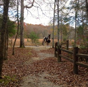 WF waiting for me to check out the broken bow arch