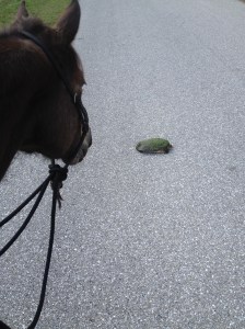 Dreamy checks out a turtle