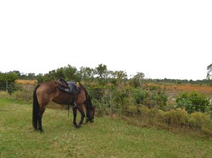 next to a protected enviromental area that closed off now while it regrows
