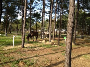 horses in the portable electric corral