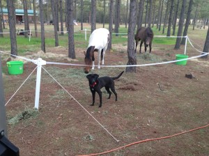 Tommy learning to stay out of the corral