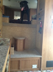 Tommy's learned how to jump up into the bed, but getting down is scarey