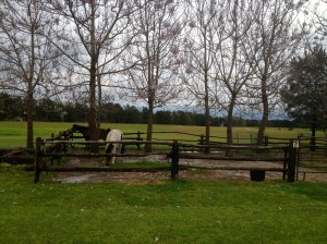 Heart of Dixie paddocks under the tulip trees
