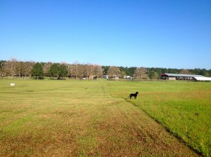 Tommy's morning walks and training on the driving range