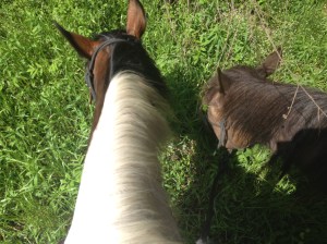 yummy tall grass along the trail