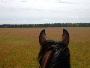 horses in a pasture, lots of wildflowers between us
