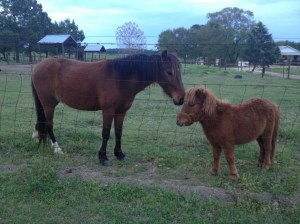 resident cuties, the big horse is actually pretty small, the tiny one is the size of a dog and what a personality!