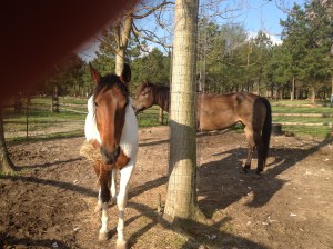 WF likes the local grass hay