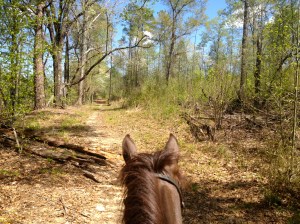 more dogwood trees in bloom