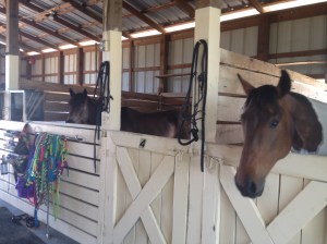 my "polo ponies"