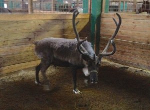 Dreamy's neighboring reindeer