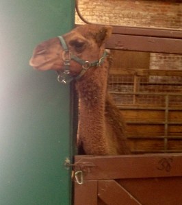 baby camel