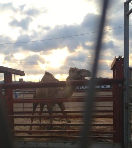 a big camel to greet us!