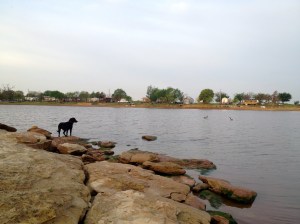 geese are interesting