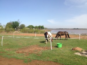 moved the corral to dry ground