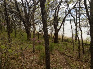 woods along the lake