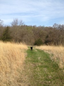 mowed path around the prairie, Tommy looking for more ticks