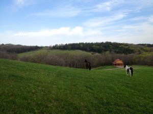 one of the cabins here