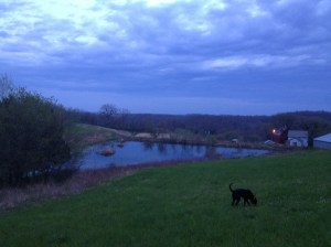 amazing evening light, and the nature sounds are deafening