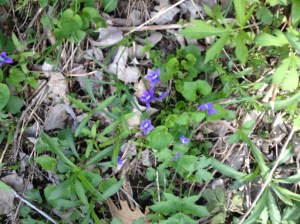 lots of wildflowers in the woods