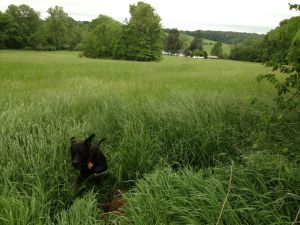 tall grass next door