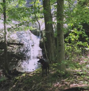 Tommy at a waterfall