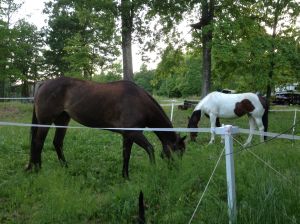 Ezee Corral intact but not hot