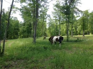 loose in camp grazing