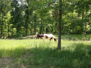 eating oats planted to lure deer for hunting