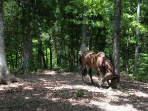 break on the trail, trying to scratch but probably just picking up more ticks