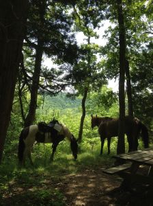 at the picnic table along the trail on the bluff