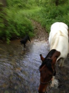 Wildflower loose ponied too