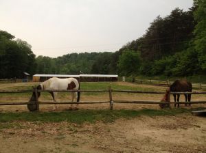 mares in part of the arena during our stay so they can move around