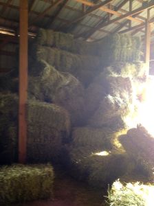 if you don't stack hay right...it falls down